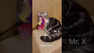 Napocats.ro | Exotic Shorthair boy: Mr. X by Napocats, Exotic Shorthair & Persian Cats 116 views 8 months ago 1 minute, 24 seconds
