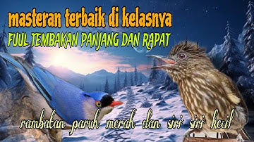 Masteran burung lombahan terbaik di kelasnya 🔥 rambatan paruh merah dan siri siri kecil 