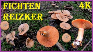 Ist der Fichtenreizker essbar?