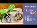 2021年12月24日　木更津の蘭たち　12月のＡＣＤＧ株です　Ｇ株の花芽と《第２の芽》が出てきました←とてもおもしろいので紹介します　　ピンクシャルロット