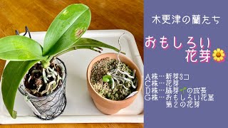 2021年12月24日　木更津の蘭たち　12月のＡＣＤＧ株です　Ｇ株の花芽と《第２の芽》が出てきました←とてもおもしろいので紹介します　　ピンクシャルロット