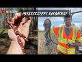 Amazing Mississippi Snake Hunting! Finding a Hillside Full of Rattlesnakes and a Scarlet Kingsnake!