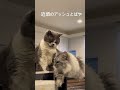 ぱやもすっかり大きくなってきました。アッシュもぱやに慣れてきた様子。2人の様子は主にinstagram (ストーリー多め)で上げています。ねこスタグラム🆔ash_nyan