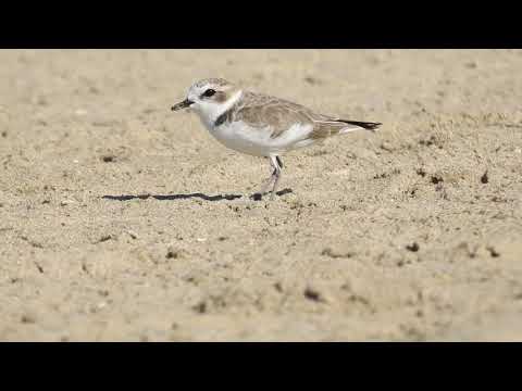 Snowy Plover Facts