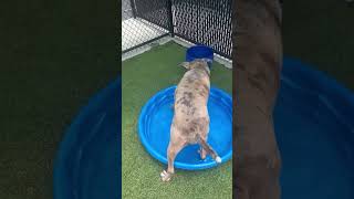 Angel Checks Out The Doggie Pole greensboro shelterdogs