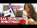 Как перевозить животных в самолете / Нормы провоза животных у авиакомпаний