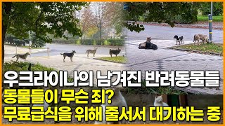 우크라이나의 남겨진 반려동물들, 동물들이 무슨 죄? 무료급식을 위해 줄서서 대기하는 중