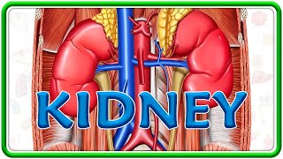 Anatomy Of Kidney Animation External Features Relations Neuro Vascular Supply And Histology