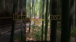 Arashiyama Bamboo Grove #japantravel #kyoto #arashiyama