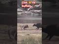 #lion🦁 vs buffalo 🦬🐃#fighting 💀#animals👑💀 #facts