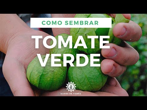 Vídeo: Cultivar tomatillos: què és un tomàquet i com cultivar-los