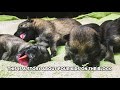 Pups Of German Shepherd Growing up. (Week 1- 5)