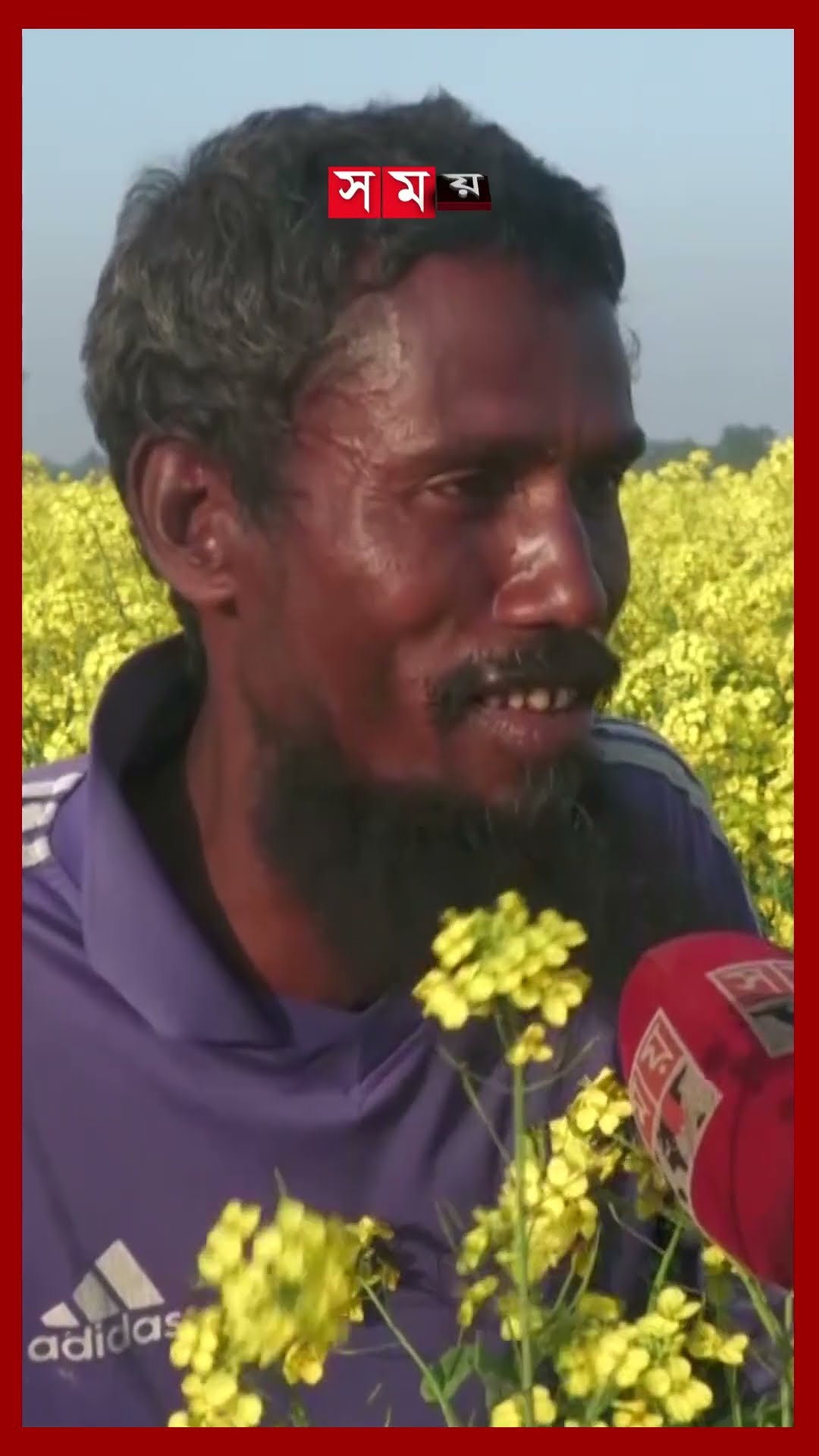 বিস্তীর্ণ সরিষার ক্ষেত যেন হলুদের গালিচা #jamalpur #mustard #cultivation #somoytv #shorts #reels