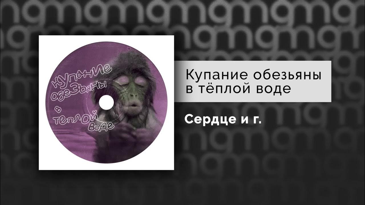 Купание обезьяны в теплой воде. Купание обезьяны в теплой воде девушка. Купание обезьяны в теплой воде группа. Купание обезьяны в теплой воде состав. Купание обезьян харламов