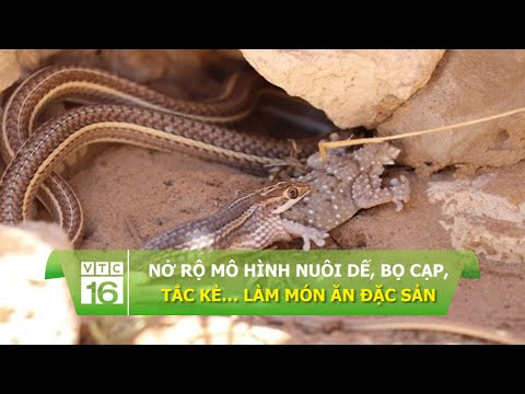 Nở rộ mô hình nuôi dế, bọ cạp, tắc kè… làm món ăn đặc sản | VTC16