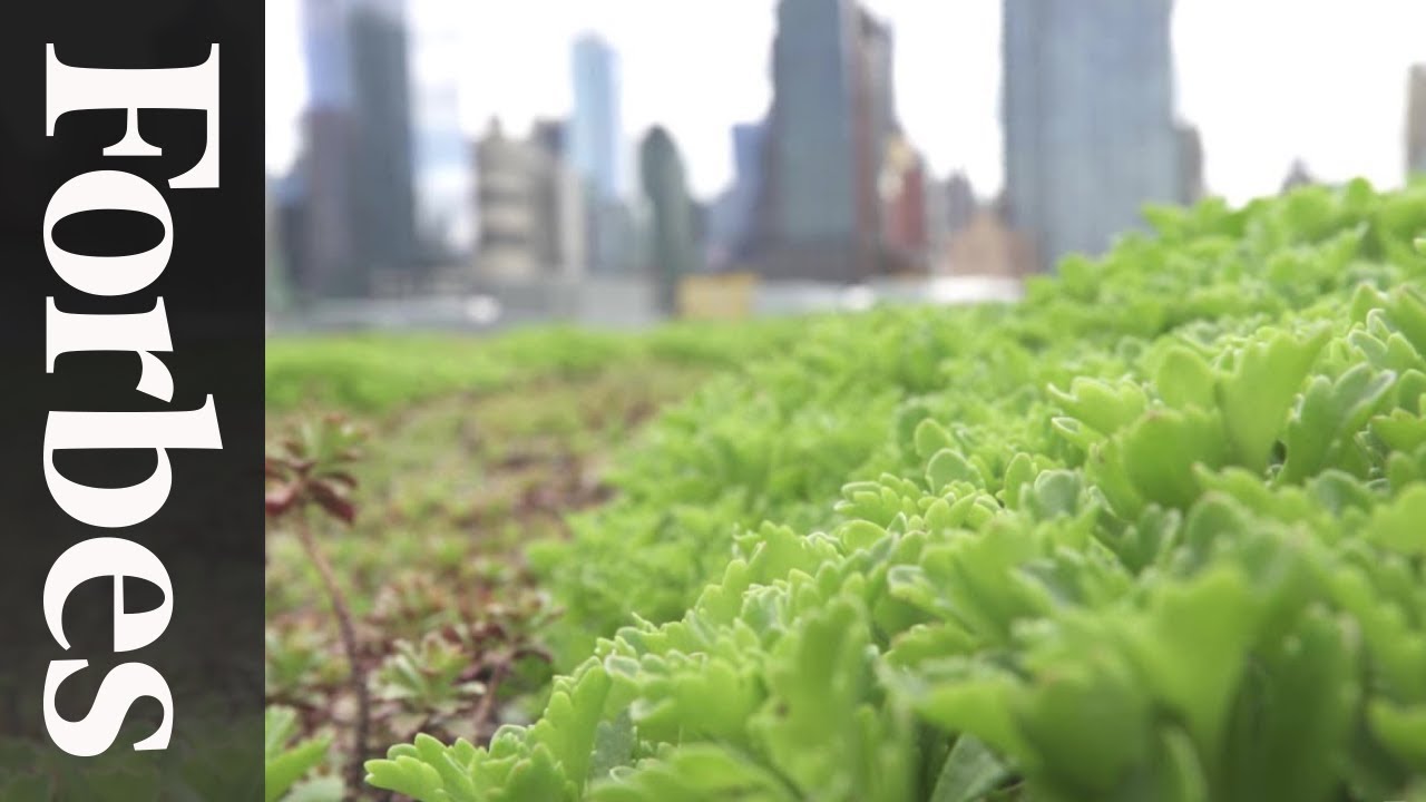 New York's Hidden Rooftop Garden | Forbes