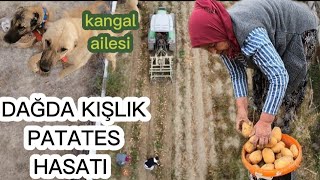 BU AİLENİN ÇOBANLARI KÖPEKLER!!! ORGANİK PATATES YETİŞTİRDİLER VE SÖKÜM YAPTILAR ?? DAĞIN İNSANLARI