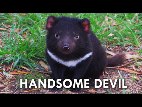 Video: De ce sunt importanți dracii tasmanieni?