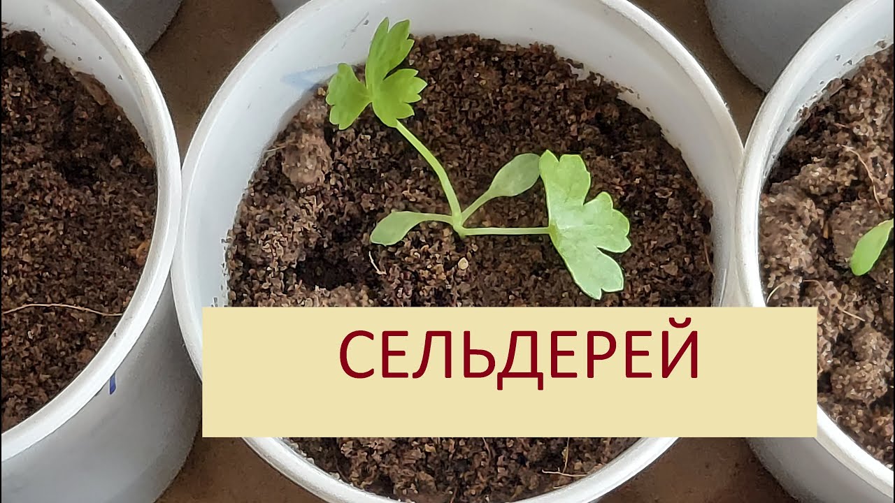 Пикировка сельдерея корневого