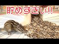 シマリスが狂ったようにエサを貯めた巣箱を開けた結果…