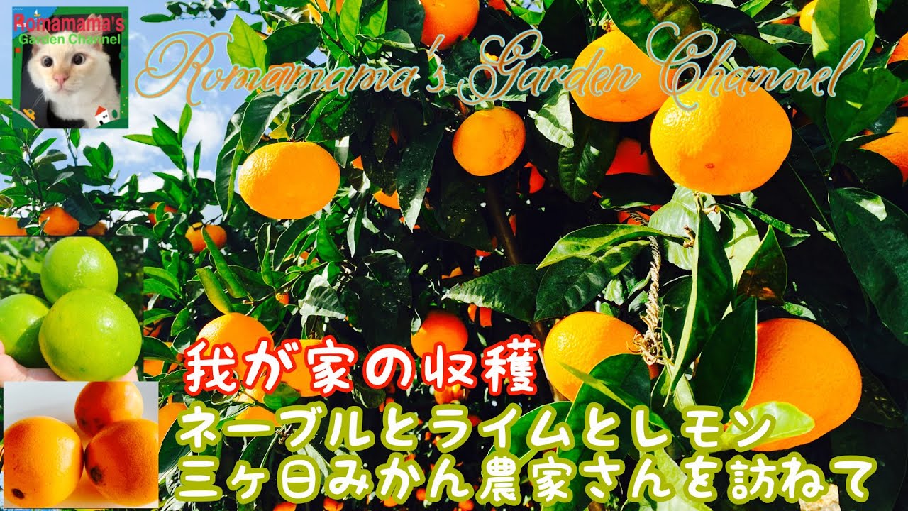 とみかん みかん様 ミカン みかんページ ミカン様 ミカン様 蜜柑様 レビュー】ZX