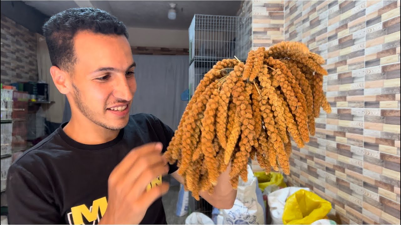 تحطيم اسعار اكل العصافير وخلطه الحمام اسعار٠١٢٧٢٣٦٠٧٩٤🔥🔥١٦ سبتمبر، ٢٠٢٥