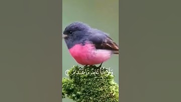 #سورة_الكافرون #fly #اكسبلور #foryou #quran #راحة_نفسية #shortvideo #قرآن #لايك #لا_اله_الا_الله