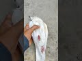 😭😥 Hi Mar Gaya O Saks Jo Tere Liya Har Roj Martatha Sad Pigeons Video 2023