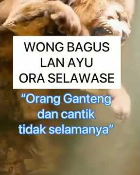 story WhatsApp terbaru Harimau putih.