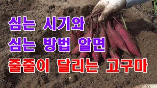 [많이 달리는 텃밭 고구마 2부]줄줄이 달리는 고구마 심는 시기와 심는 방법