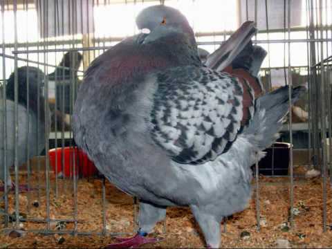 BOSS PIGEON