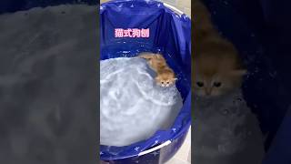 Download Lagu Si Kecil jago berenang 🤭 #shorts #kucing MP3 Download Lagu Si Kecil jago berenang 🤭 #shorts #kucing MP3