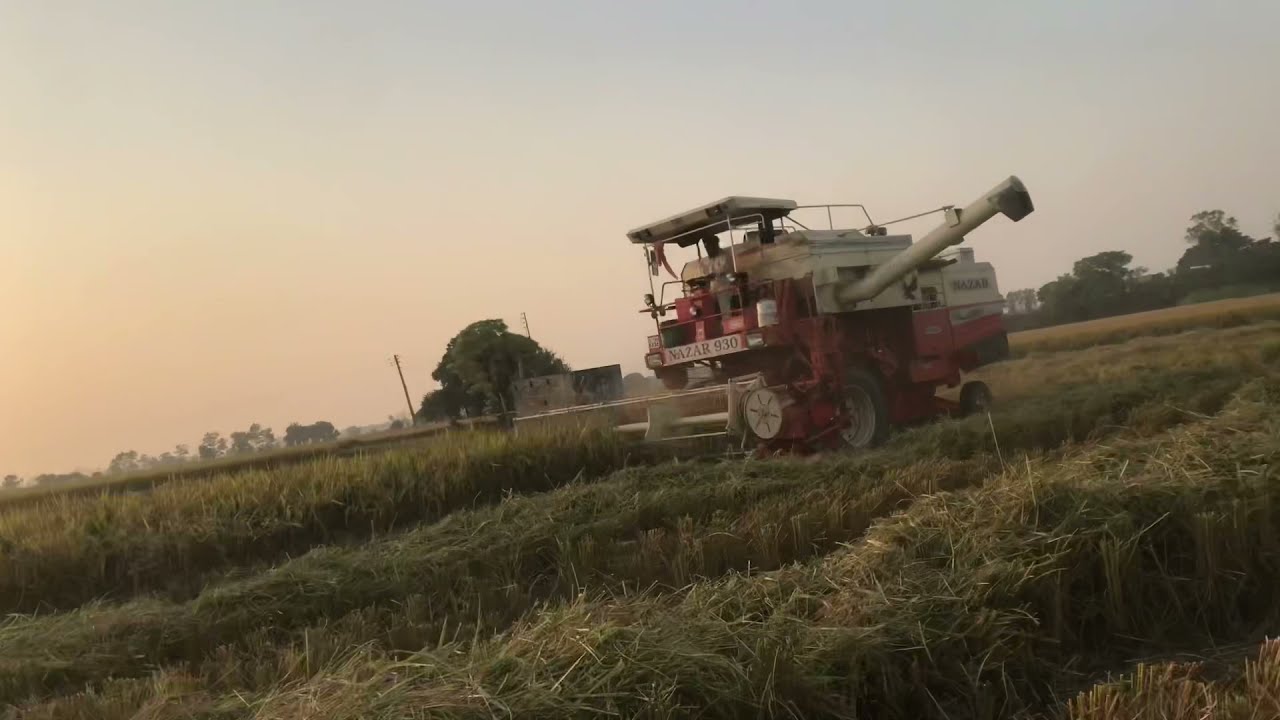 ਜੋਰ 855 ਦਾ ਬਿਨਾ ਯੂਰੀਏ ਦਾ ਝੋਨਾ Punjabi Farmer Benipal Jattz