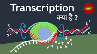 Transcription in Hindi | Gene Expression in Hindi | Basic Science Series