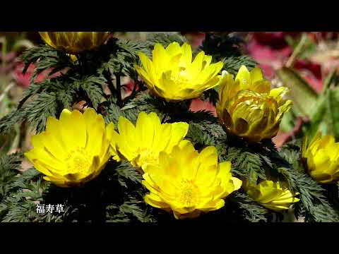 早春の国営武蔵丘陵森林公園ビンズイ他