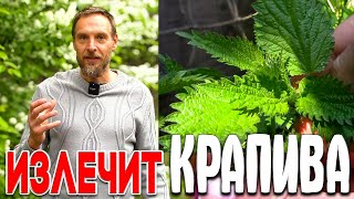 ЭТА ТРАВА ИЗ ОГОРОДА ВОССТАНАВЛИВАЕТ ВЕСЬ ОРГАНИЗМ  КРАПИВА. ПОЛЬЗА И ВРЕД КРАПИВЫ  ВСЁ О КРАПИВЕ