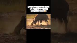 Неофициальный Царь зверей😎