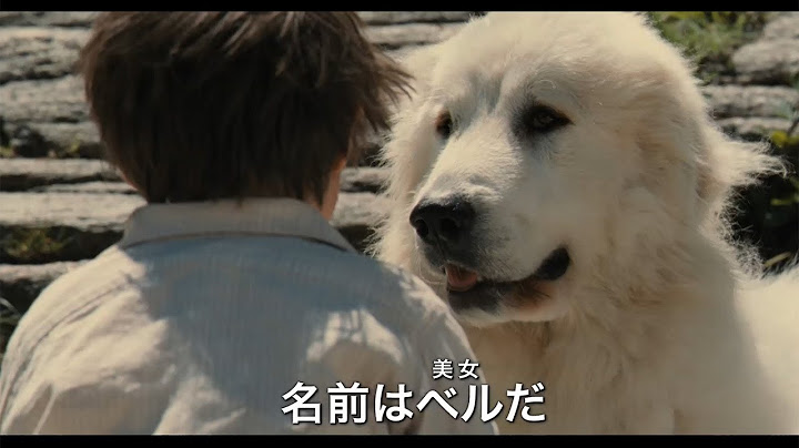 映画「ベル＆セバスチャン」予告編　#BELLE AND SEBASTIAN　#movie