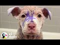 Perrito morado tiene la transformación más increíble I El Dodo