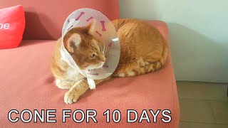 Alvi cat : cone for 10 days