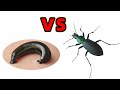 嗜血水蛭 VS 兇猛甲蟲，結局會怎樣？Leech VS Ferocious beetle