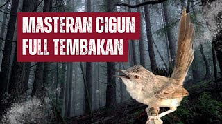 MASTERAN CIBLEK GUNUNG FULL TEMBAKAN VARIASI