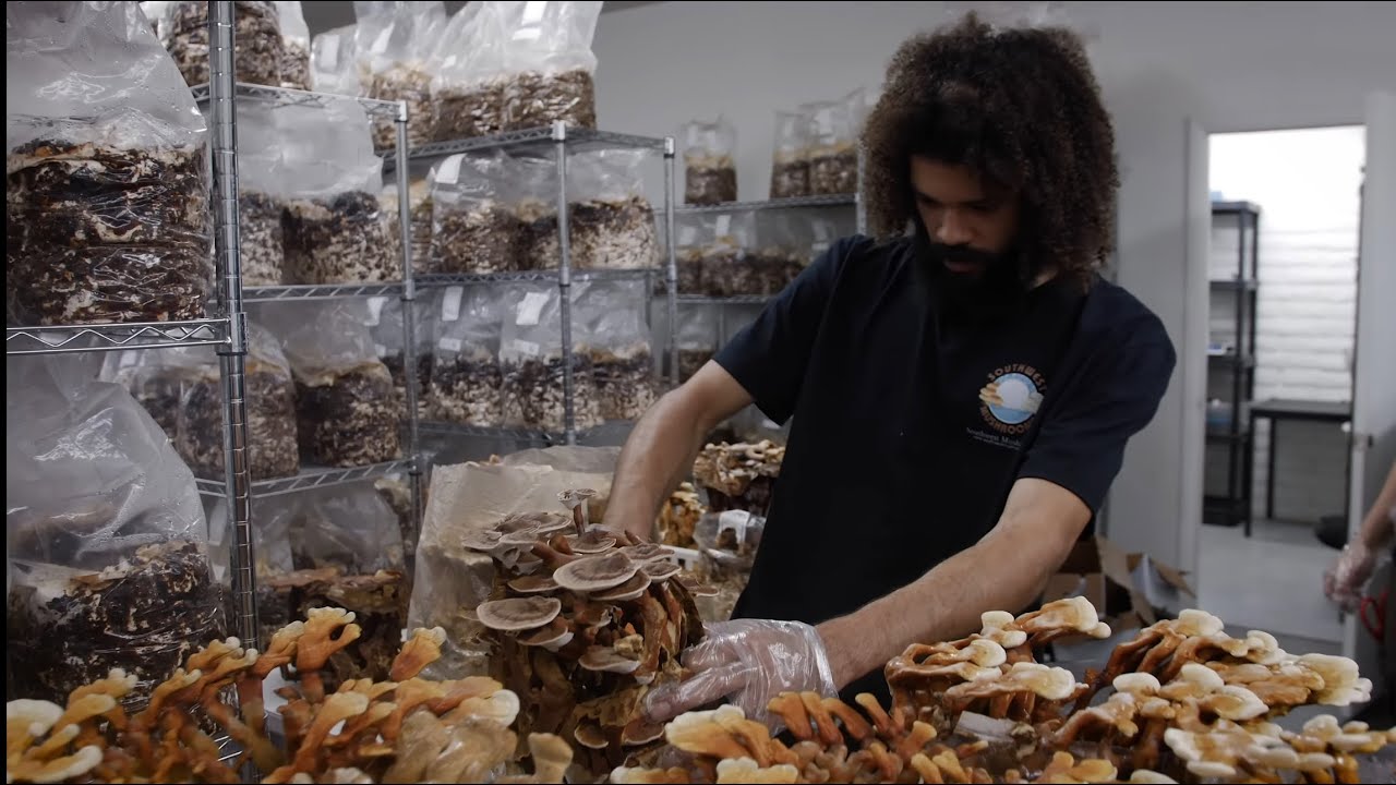Growing Pioppino Mushrooms and Reishi Harvest | Southwest Mushrooms