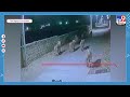 When Lions Walked the Streets: IFS Officer's Video of Gujarat Pride Captivates the Internet!