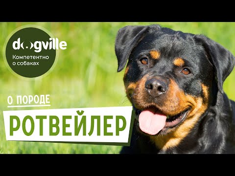 Ротвейлер — О породе — Как выбрать щенка Ротвейлера?