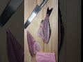 いさきのさばき方です!イサキは今が旬です!太っていて美味しくなってます!ここからさらに脂がのっていく感じです!伊佐木は大きくて黒くて丸っこいものを選びましょう!皮も美味しいので皮ごと食べるのがおすすめ