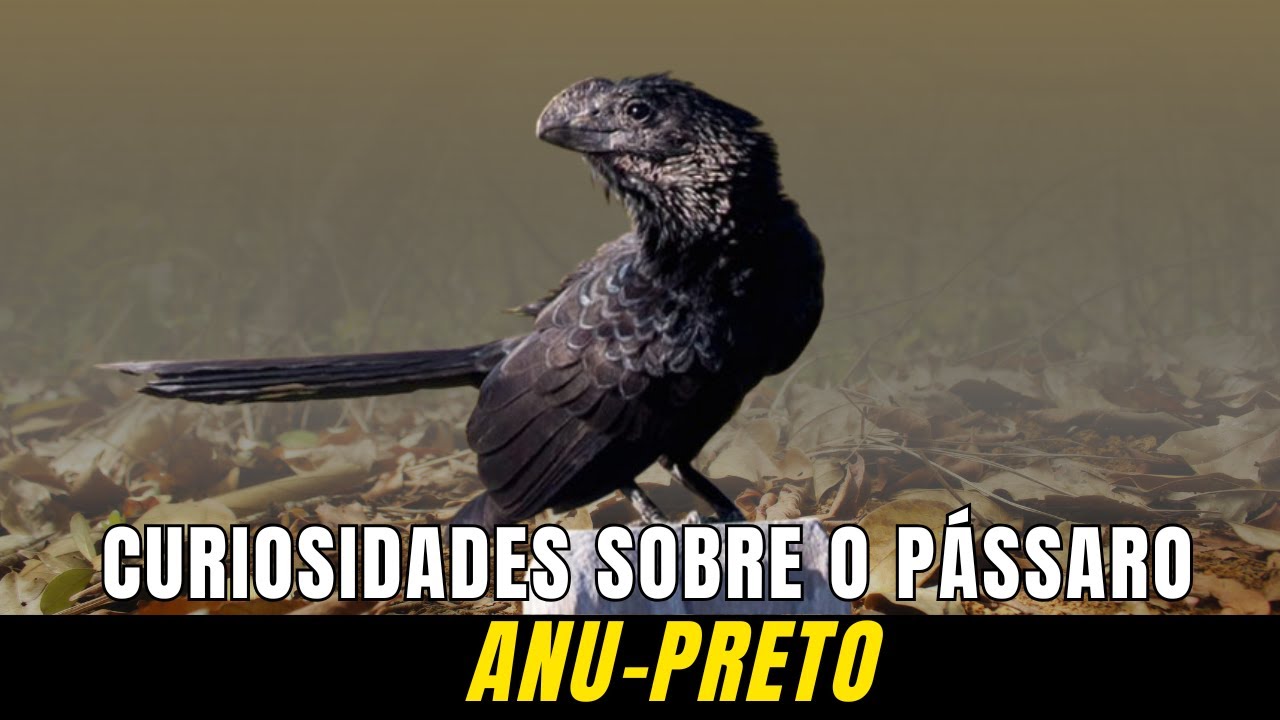 Curiosidades  sobre a Ave ANU-PRETO, uma das aves mais interessantes do Brasil