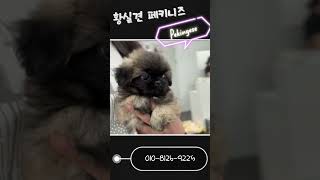 황실견의 우아함 페키니즈 소개해요 #페키니즈 #페키니즈분양 #황페키 #강아지분양