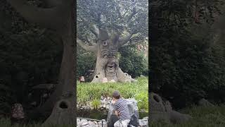 Talking tree @efteling