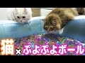 猫とぷよぷよボール風呂で遊んだら珍プレー連発したw
